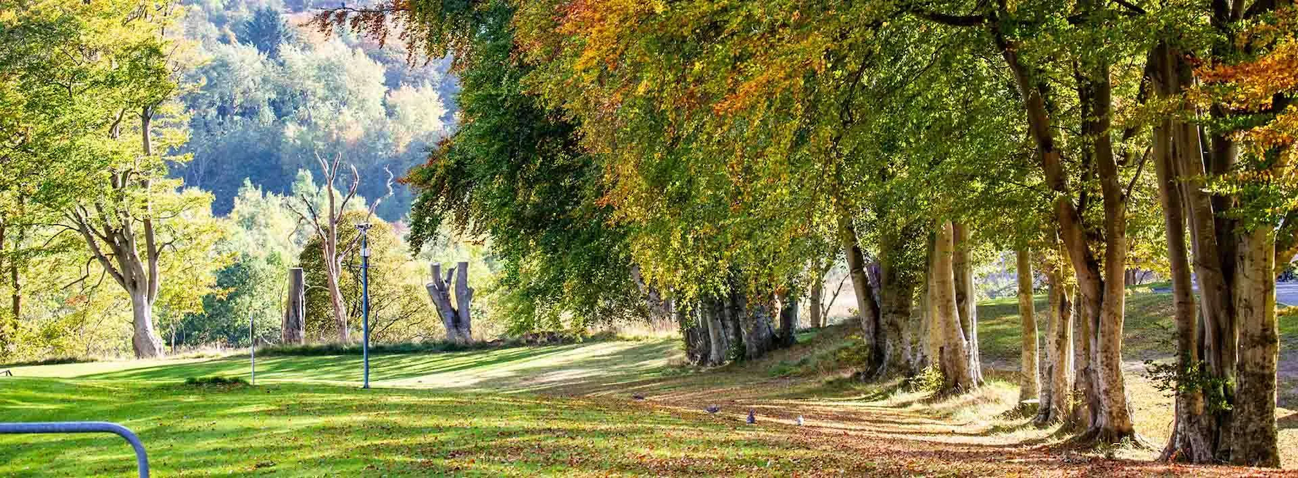 Tree-lined parkland on the Garthdee campus in autumn